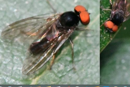 Réf. 334 175 : Protoclythia modesta